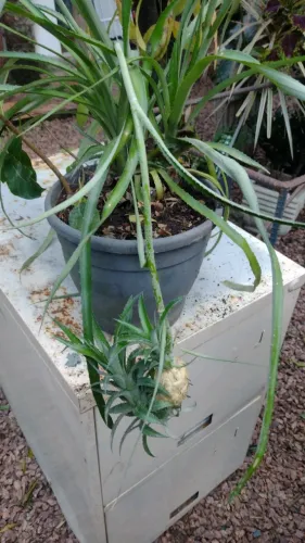 planta abacaxi de jardim (Ananas lucidus)