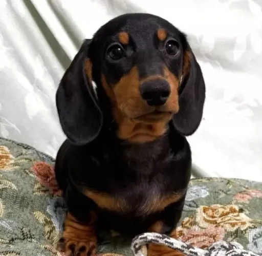 Filhote de cachorro dachshund/teckel/basset/salsicha/cofap especial