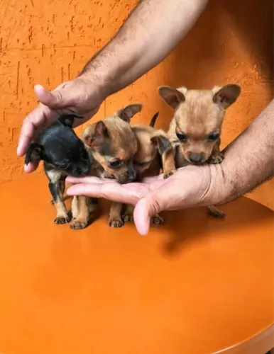 Pinscher fofo 