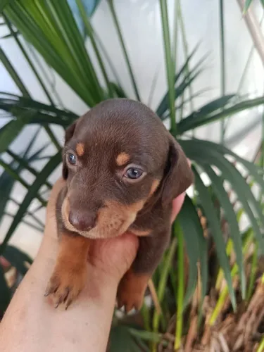 Basset Dachshund Cofap Salsicha chocolate puro 