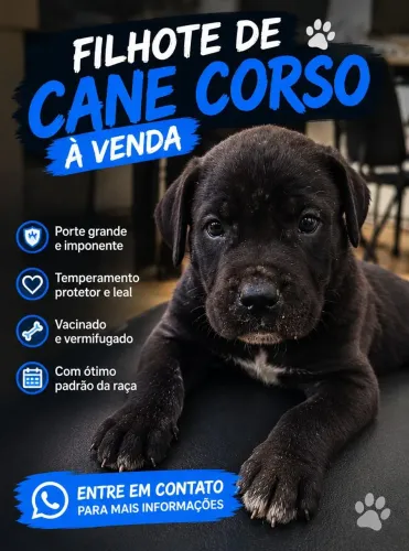 Cane Corso