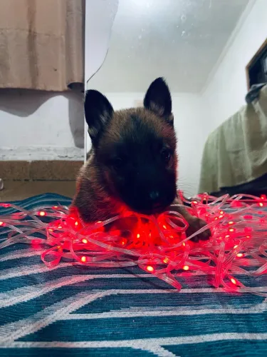 Vendo barato pastor malinois