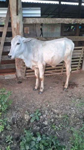 Bezerra nelore