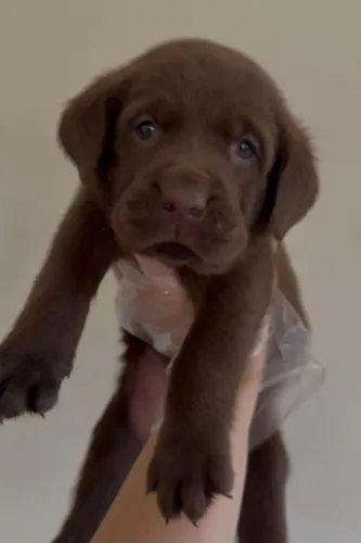 Labrador aventureiro e fiel companheiro