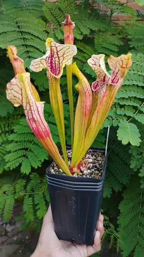 Planta carnívora Sarracenia 'Barba Green'