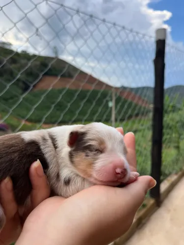 Filhotes de Border Collie