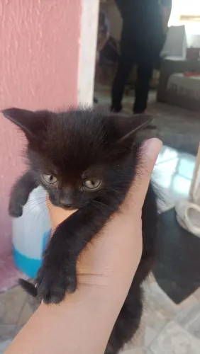 Doação de gato