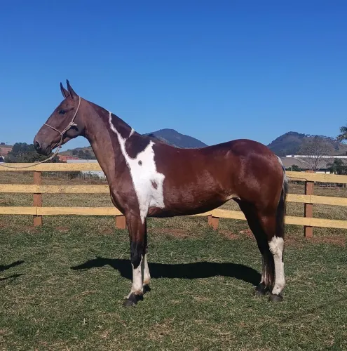Égua pampa mangalarga marchador