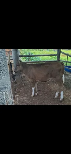 Vendo garrota!!!