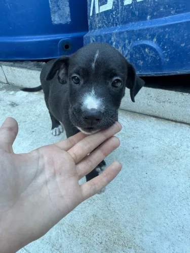 Pit bull