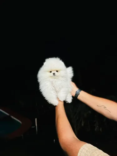 LULU DA POMERÂNIA!!!!