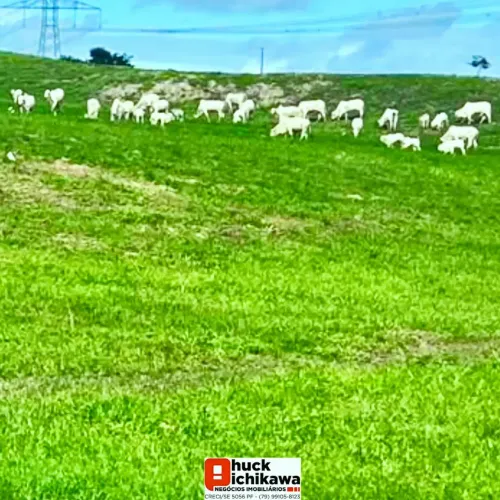 FAZENDA de 230 tarefas Santo Amaro das Brotas