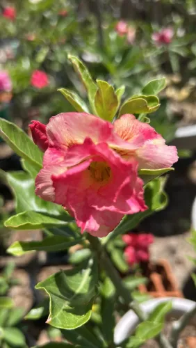 Rosa do deserto