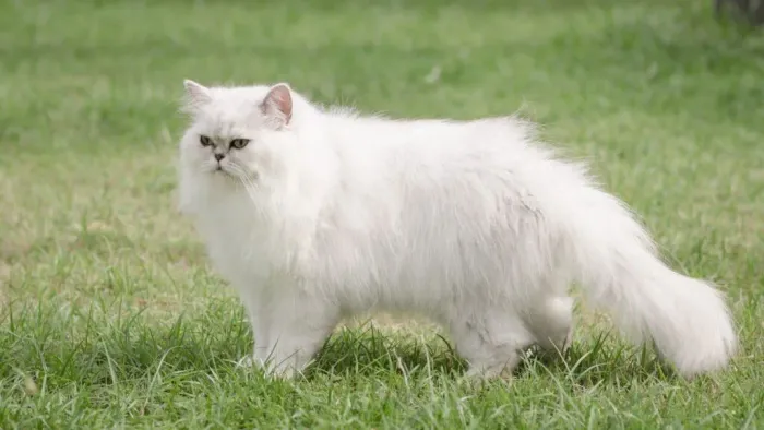 Gato persa