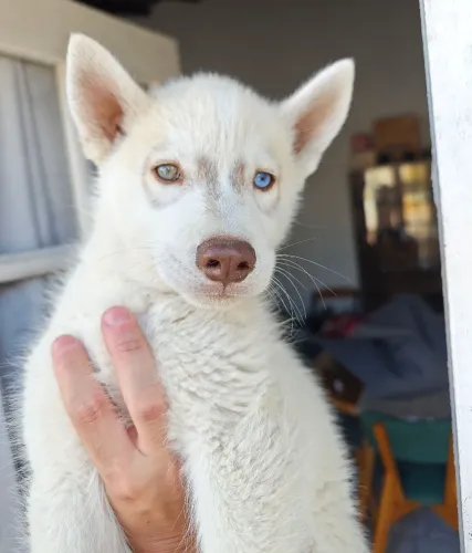 Filhotes de Husky Siberiano