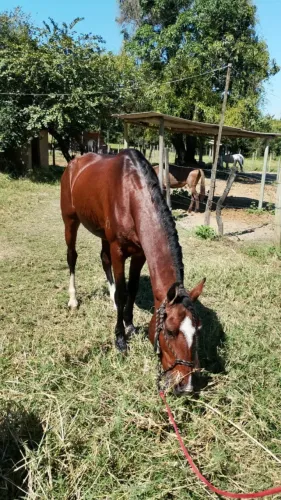 Cavalo mangalarga marchador 