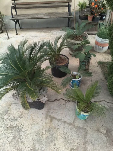 Cica ornamental