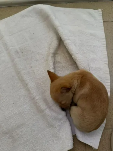 Vende Se filhote de Pinscher 