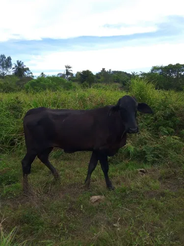 Novilhas a venda 