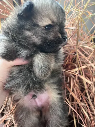 Filhotes macho de Spitz alemão anão
