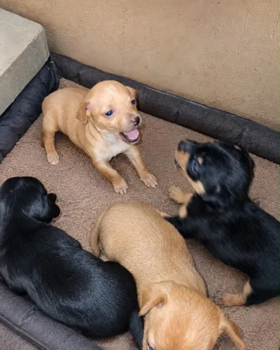 Pinscher mini fêmeas 