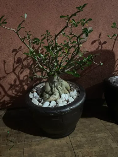 Vaso de Rosa do deserto 