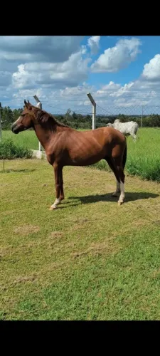 Vende-se cavalo manso,tem apenas 4 anos 