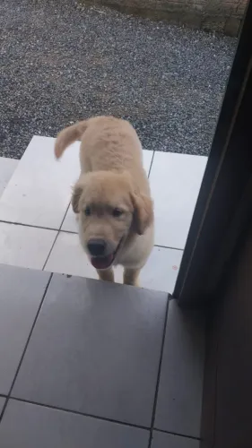 Filhote golden retriever