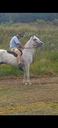 Cavalo top