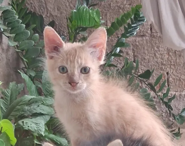 Doação de gato