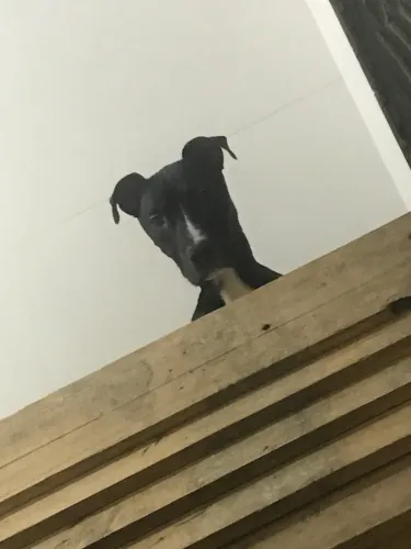 Pitbull fêmea 1ano