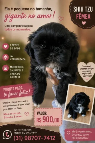 Shih Tzu Fêmea Disponível para um Novo Lar!