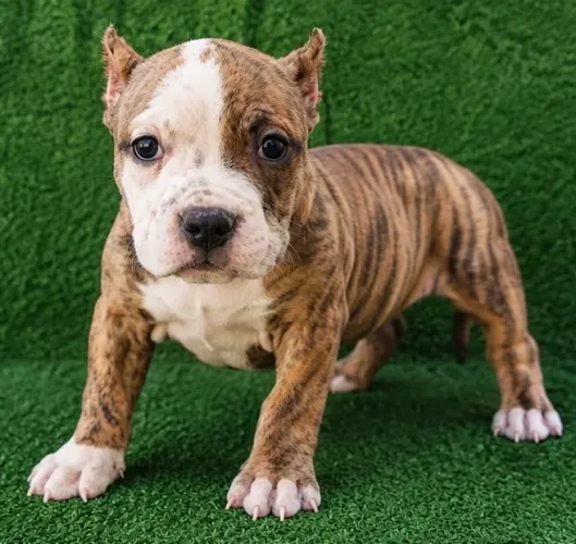 American bully