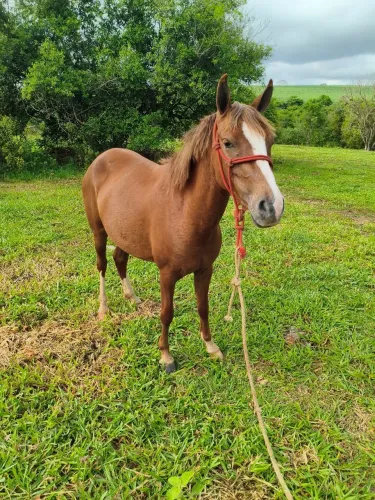 Cavalo
