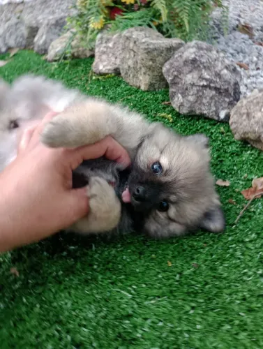 Spitz Alemão Anã fêmea com pedigree, entregamos, em 10x no cartão