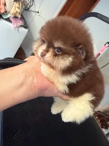 Filhotes de Lulu da pomerania