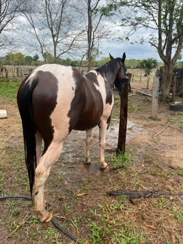 Cavalo de esteira