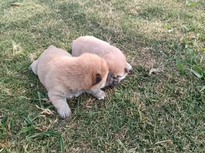 Shiba Inu fofo super oferta