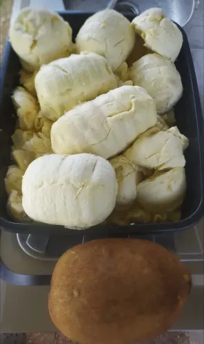 Polpa cupuaçu na semente 
