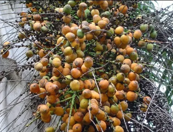100 sementes de palmeira jerivá novas altíssima fertilidade.