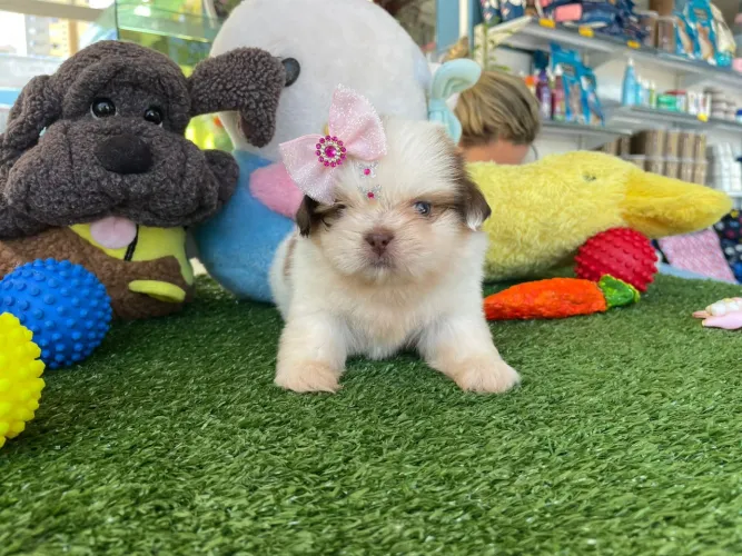 Shihtzu fêmea branco e chocolate 