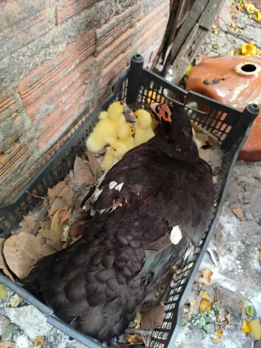 Vendo pata com patinhos