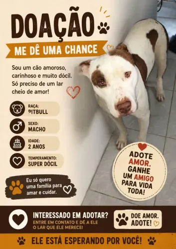 Cachorro pitbul doação 