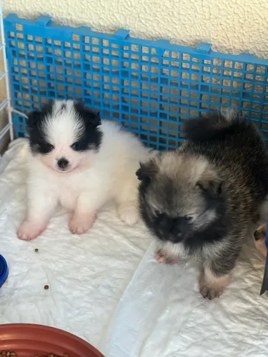 Vendo casal de lulu da pomeranea