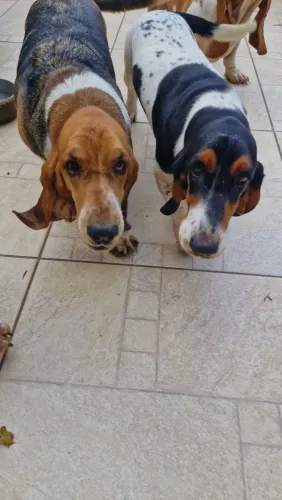 Basset hound  lindas Fêmeas adultas. Dóceis 