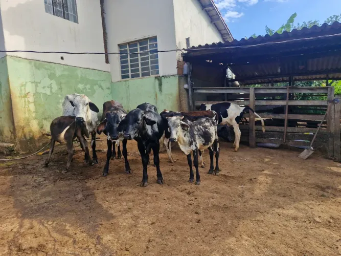 VACAS DE LEITE