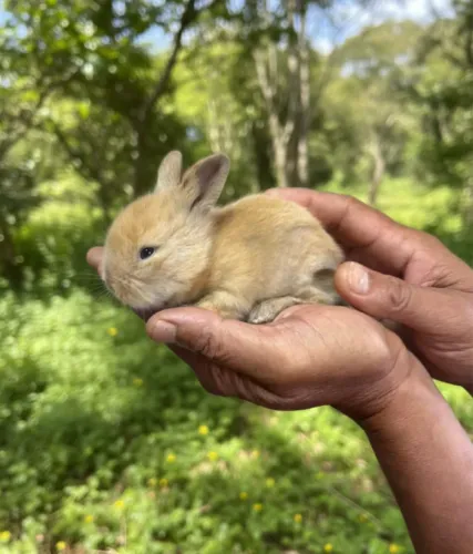 Mini coelhinhos 