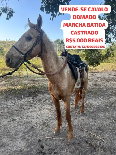 Vende-se Cavalo