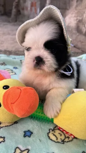 Shihtzu fêmea e macho 