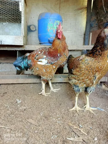 Galinha sertaneja balão GSB 